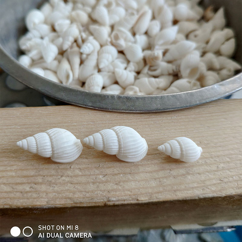 أصداف زوكسيس وناساريوس الطبيعي - مراجعة Marine Aquarium وسعره